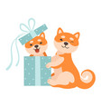 two cute shiba inu dogs one dog sitting in gift vector image