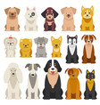 different funny dogs in cartoon style isolated vector image