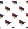 robin bird seamless pattern vector image