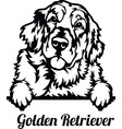 golden retriever dog - peeking breed pet vector image
