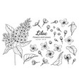 collection set of lilac flower and leaves drawing vector image