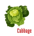 cabbage vegetable icon vector image