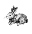 hand drawn rabbit on white vector image