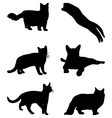 cats vector image