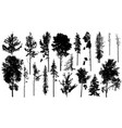 coniferous and deciduous forest trees bare vector image