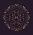 mandala sacred geometry vector image