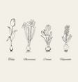 sketch botanical natural plants set with spring vector image vector image