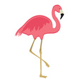 pink flaming bird vector image