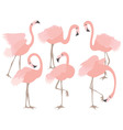 coral flamingo set vector image
