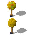 autumn cartoon style tree growing on gray stone vector image