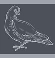 white pigeon and dove bird side view hand drawn vector image