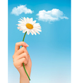 beautiful white daisy in front of the blue sky vector image vector image
