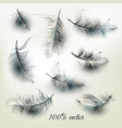 set of realistic feathers vector image vector image