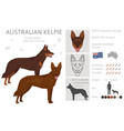 australian kelpie all colours clipart different vector image vector image