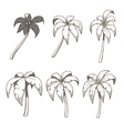 palm tree set colorless vector image