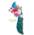 watercolor peacock with flowers vector image