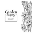 daffodil flower and leaves border drawing vector image vector image
