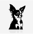 chihuahua dog vector image vector image