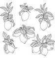 graphic set with lemon fruits on branches vector image