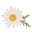 chamomile white blooming flower in blossom vector image vector image