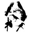 black birds silhouette vector image