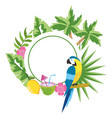 cute tropical parrot cartoon vector image