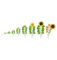 sunflower growth stages agriculture plant vector image