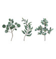 eucalyptus silver dollar vector image