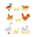 set of poultry hen cock vector image vector image