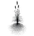 grass with roots vector image vector image