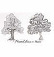 hand drawn high detailed trees for design vector image