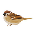 sparrow passer domesticus avian animal vector image vector image