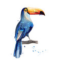 toucan watercolor summer card with parrots vector image