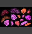 colorful tropical set palm leaves and branches vector image