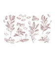 pistachio plant hand drawn vector image