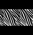 zebra skin pattern animal print black and white vector image vector image