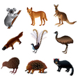 australian animals vector image