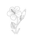 hibiscus flower line art drawing black stroke illu vector image