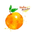 watercolor orange vector image