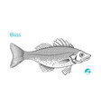 bass hand-drawn vector image