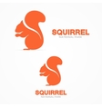 squirrel logo vector image
