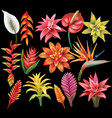 set of tropical flowers vector image
