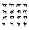 set of silhouettes of foals vector image vector image