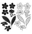 set of contour plumeria vector image