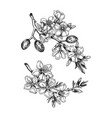 almond blossom sketches set in engraved style vector image vector image
