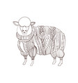 fluffy sheep in knitted sweater hand drawn vector image