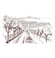 hand drawn fields of vineyards with grape farm vector image vector image