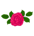 stylish red rose isolated on white vector image