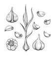 engraving hand drawn garlic set vector image vector image