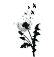 silhouette of a dandelion with flying seeds black vector image vector image